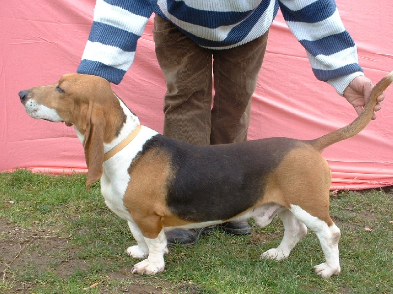 Ratna de la petite dordogne
