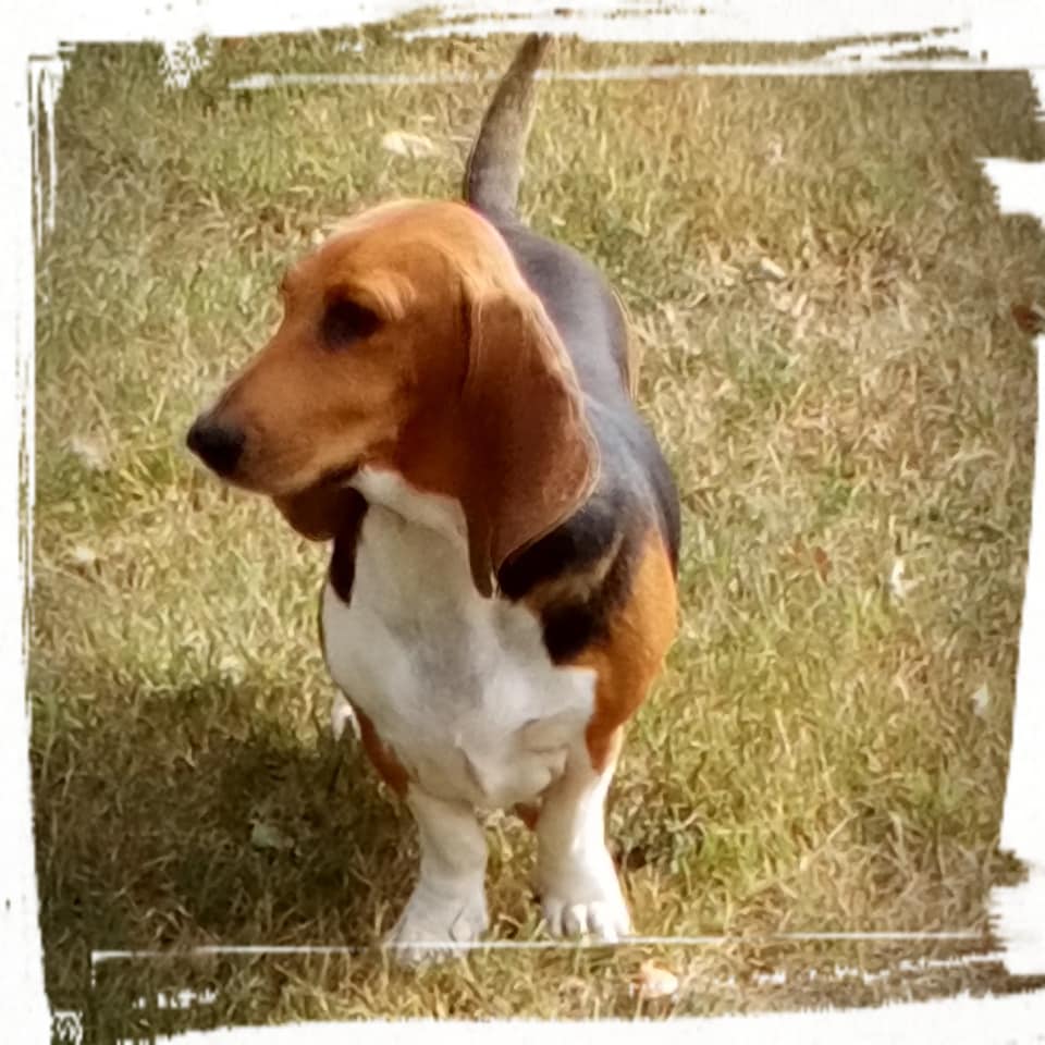 Noblesse de la petite dordogne
