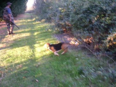 de la petite dordogne - Nos bassets à la Chasse(Voir rubrique Chasse des B.A.N)