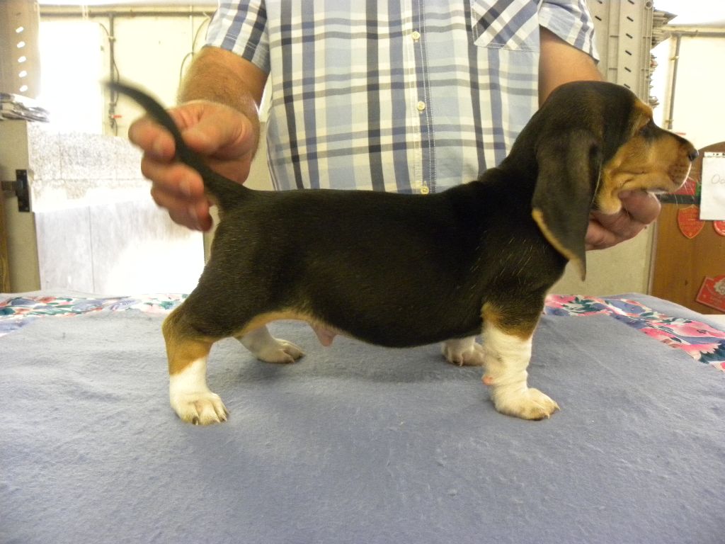 Chiot Basset Artesien Normand de la petite dordogne